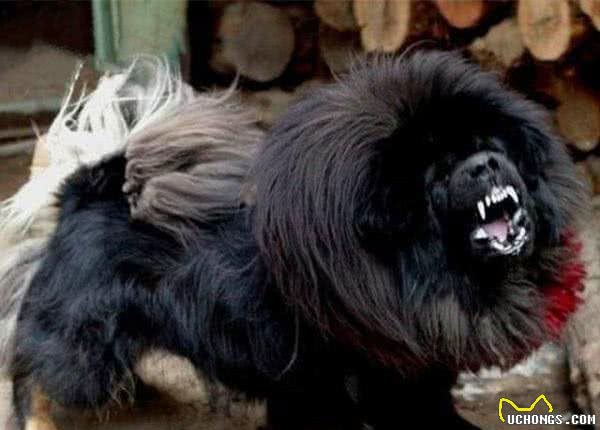 全球最凶狠的五大猛犬类,藏獒仅第二,第一名分分钟秒杀藏獒!