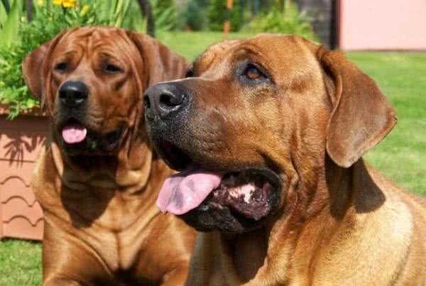 全球最凶狠的五大猛犬类,藏獒仅第二,第一名分分钟秒杀藏獒!