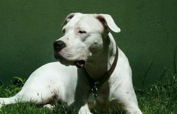 全球最凶狠的五大猛犬类,藏獒仅第二,第一名分分钟秒杀藏獒!