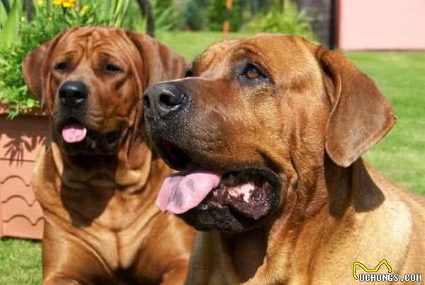 全球最凶狠的五大猛犬类,藏獒仅第二,第一名分分钟秒杀藏獒!