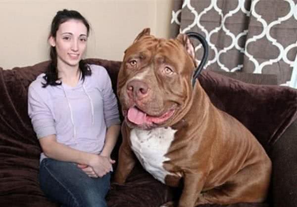 全球最凶狠的五大猛犬类,藏獒仅第二,第一名分分钟秒杀藏獒!