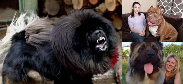 全球最凶狠的五大猛犬类，藏獒仅第二，第一名分分钟秒杀藏獒!