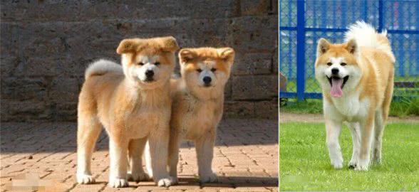 秋田和柴犬，一对亲兄弟傻傻分不清