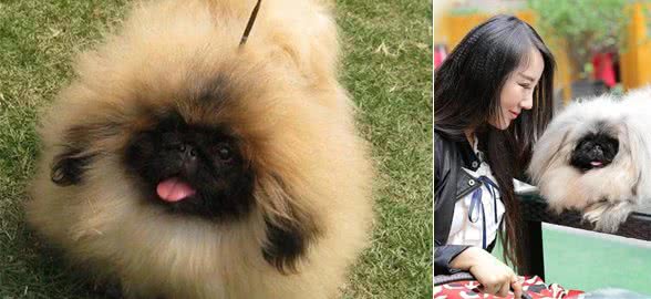 世界名犬—北京犬