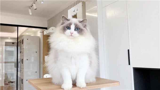 布偶猫从几岁开始步入晚年?老了之后该如何照顾?