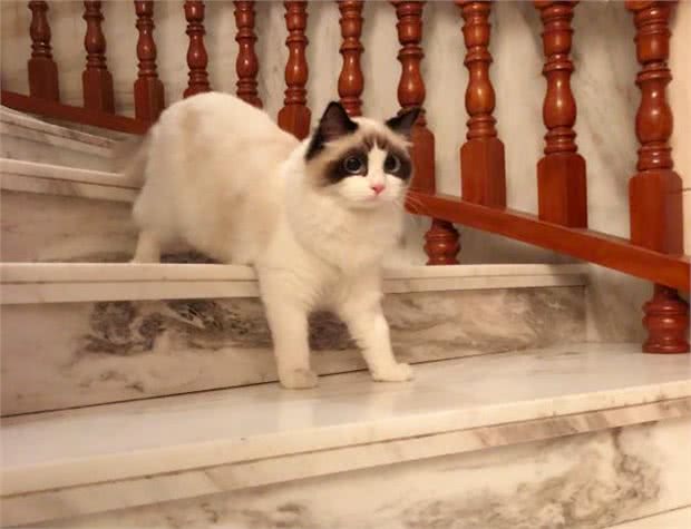 布偶猫从几岁开始步入晚年?老了之后该如何照顾?
