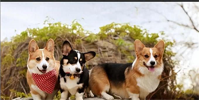 养狗久了才知道!狗狗这几个特征，说明是旺家狗，别不信