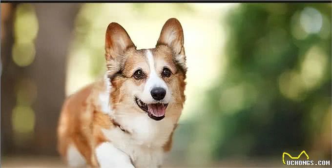 养狗久了才知道!狗狗这几个特征，说明是旺家狗，别不信