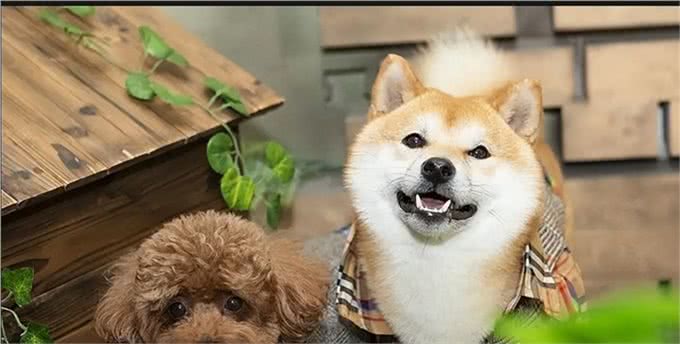 养狗久了才知道!狗狗这几个特征，说明是旺家狗，别不信