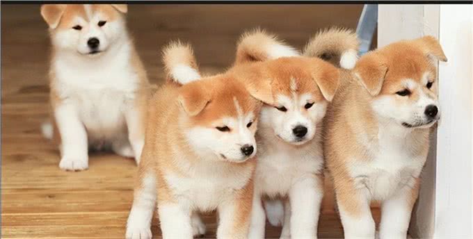 养狗久了才知道!狗狗这几个特征，说明是旺家狗，别不信