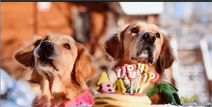 养狗久了才知道!狗狗这几个特征，说明是旺家狗，别不信