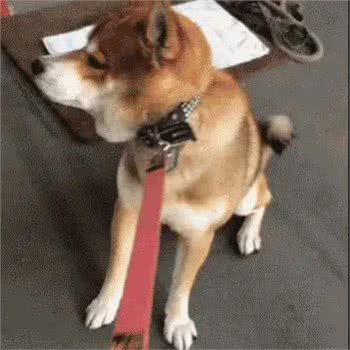 狗狗娇纵六大忌!