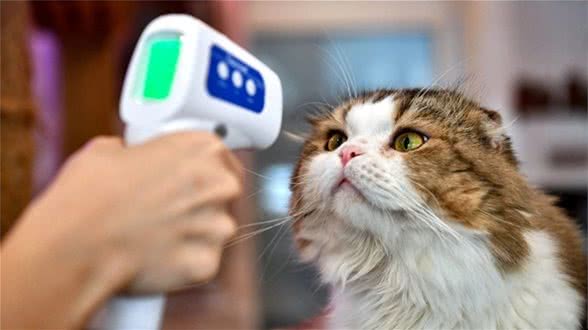 猫传人?在泰国几乎实锤了