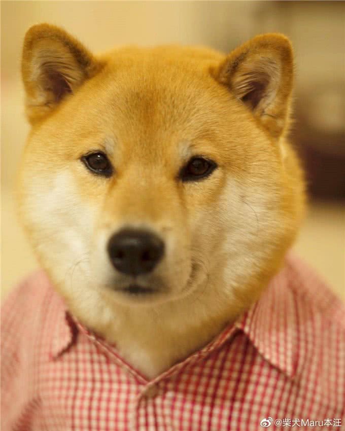 某宝柴犬800元，网友入手后哭了