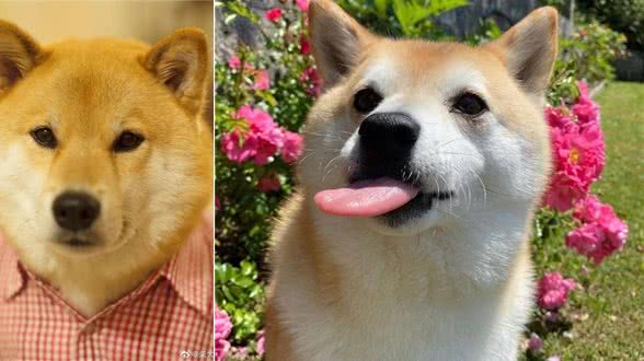 某宝柴犬800元，网友入手后哭了