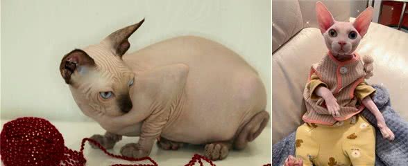 智商超高的无毛猫，为何少人养?这几点真让人难以接受