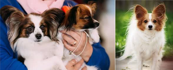 为什么现在很少有人养蝴蝶犬?原因有这几个