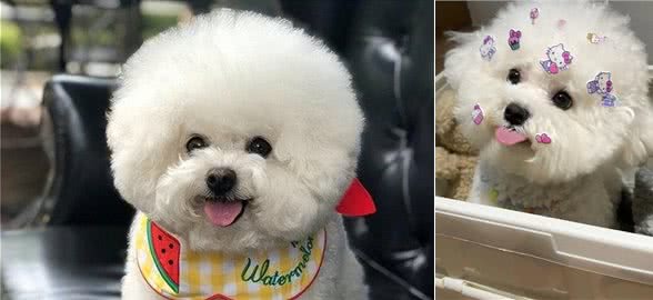 比熊犬的魅力何在，为什么深受众多人喜爱?