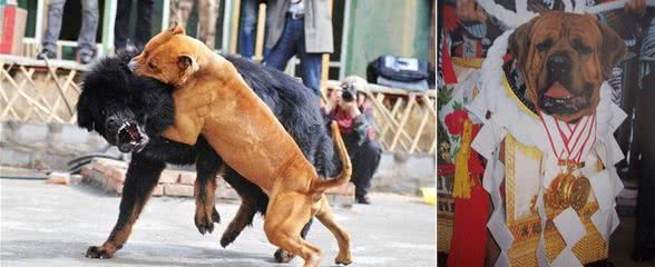 斗犬往事之猛犬风云二十年，真正的猛犬拥有不屈的意志