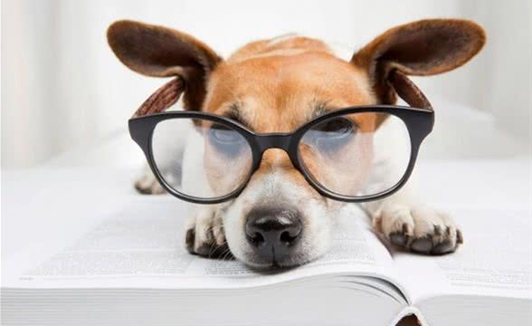 戈赞:狗狗的文化教育要从幼犬抓起哦