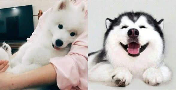 养狗须知：狗狗最重视5样东西，你若给足狗狗，它会一生守护你