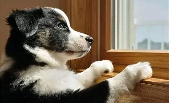 狗狗满屋子疯跑，是在追逐玩耍，还是在运动?