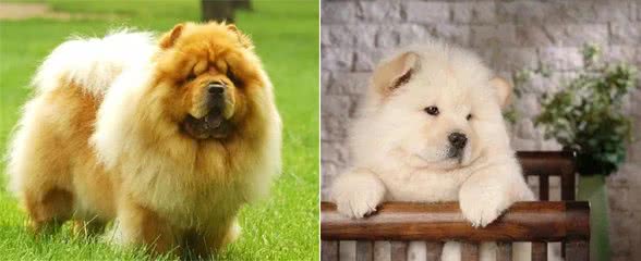 世界上唯一有紫色舌头的狗狗—松狮犬的前世今生