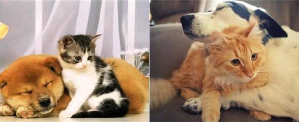 宠物:猫狗怎么和谐相处?教你4招，让狗狗和猫咪变成好朋友