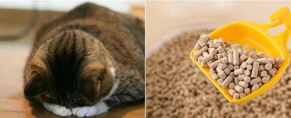 猫咪连续打喷嚏，可能是疾病导致，需要着重注意这3个方面