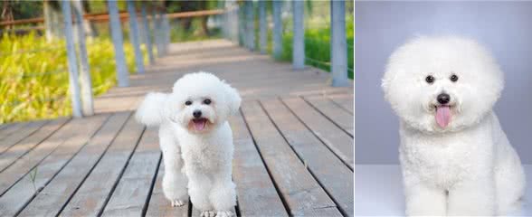 比熊犬的优缺点及性格
