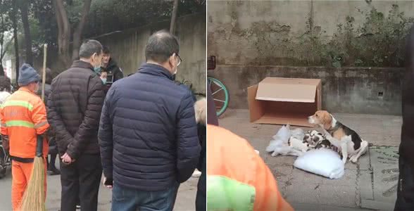 7只纯种比格犬被遗弃在路边，众人十分不解：品种犬也有人丢吗?