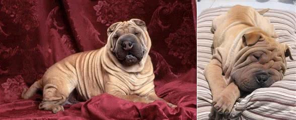 这种来自中国的古老犬种，据说还是最珍贵的犬种之一