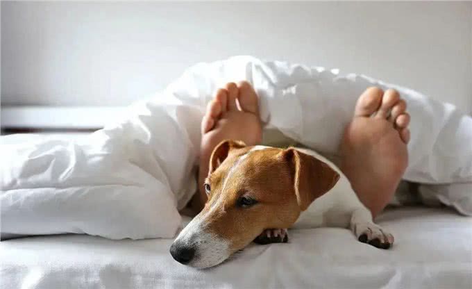 当狗狗爬上床,你和狗狗共床是否是爱,还是被动顺从?