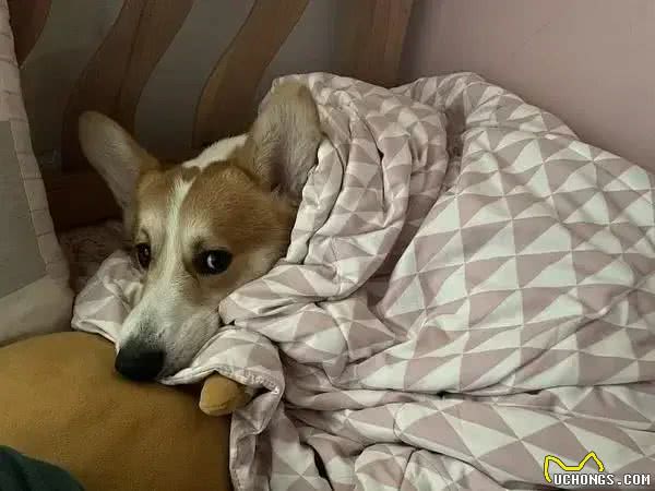 当狗狗爬上床,你和狗狗共床是否是爱,还是被动顺从?