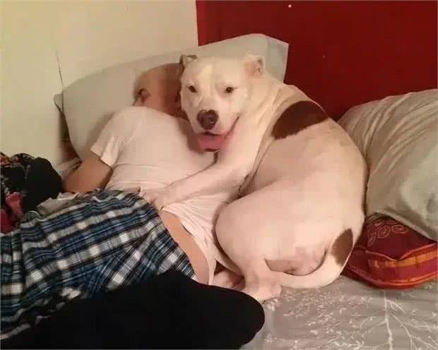 当狗狗爬上床,你和狗狗共床是否是爱,还是被动顺从?