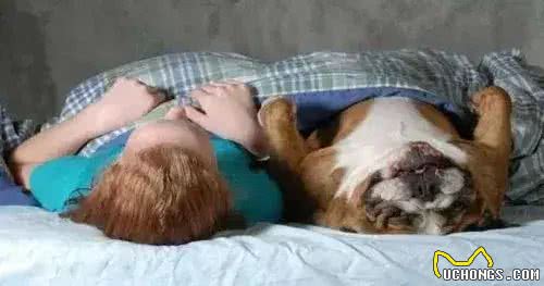 当狗狗爬上床,你和狗狗共床是否是爱,还是被动顺从?