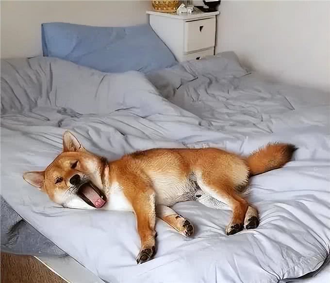 当狗狗爬上床,你和狗狗共床是否是爱,还是被动顺从?