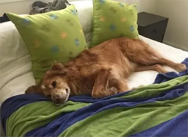 当狗狗爬上床,你和狗狗共床是否是爱,还是被动顺从?