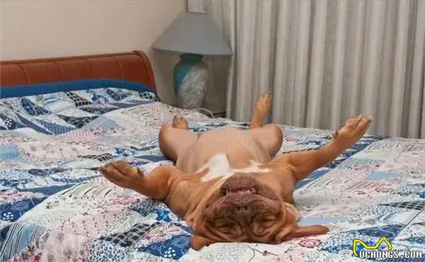 当狗狗爬上床,你和狗狗共床是否是爱,还是被动顺从?