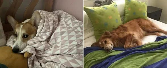 当狗狗爬上床，你和狗狗共床是否是爱，还是被动顺从?