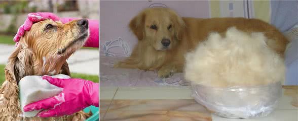金毛犬老是掉毛，千万不能忽视