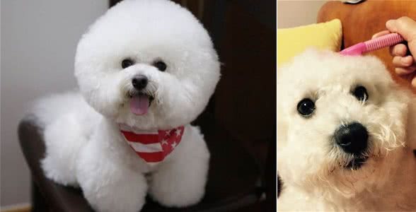 养好比熊犬最应该注意的5个问题