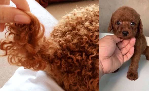 泰迪犬不是越贵越好，有这5个特征，都是好狗