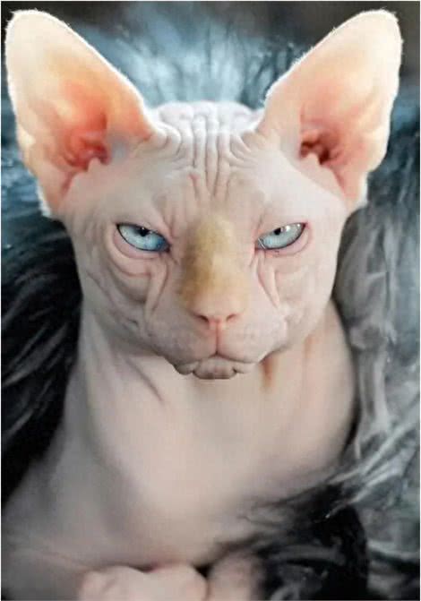 被称为狗猫的斯芬克斯猫,为什么没有毛?