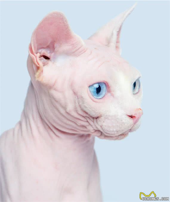 被称为狗猫的斯芬克斯猫,为什么没有毛?