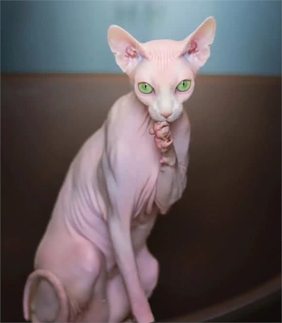 被称为狗猫的斯芬克斯猫,为什么没有毛?