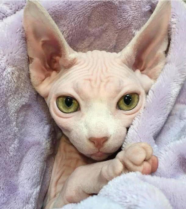 被称为狗猫的斯芬克斯猫,为什么没有毛?