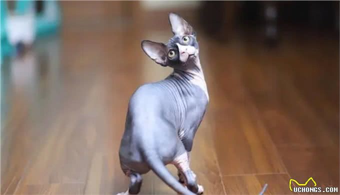 被称为狗猫的斯芬克斯猫,为什么没有毛?