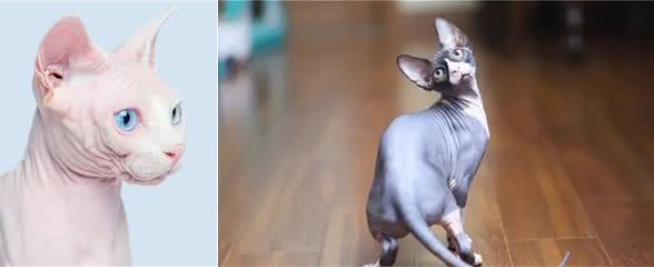 被称为狗猫的斯芬克斯猫，为什么没有毛?