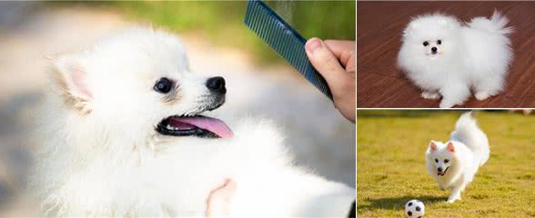 喂养博美犬有什么禁忌?
